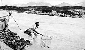 Fisherman dip netting salmon from the Copper River, Alaska, nd (COBB 160)