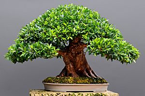 Formal Upright Ficus Bonsai