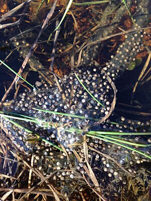 Frogspawn (eggs) of Pelobates syriacus, Rehovot Vernal pool, Israel 01