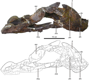 Gigantoraptor lower jaw (right side)