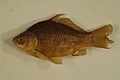 Goldfish 01