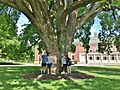 Great Elm with Visitors at Phillips Academy, Andover, MA - May 2020