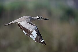 Great Thick-Knee