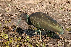 Green ibis (Mesembrinibis cayennensis).JPG
