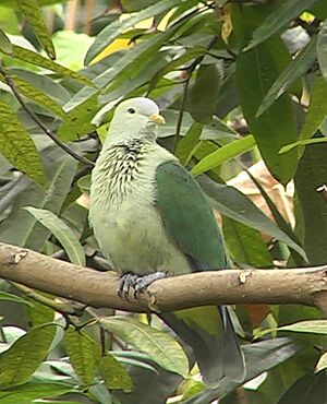 Grey-green fruit dove.jpg