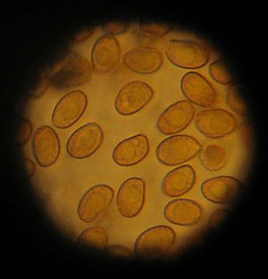 Gymnopilus luteofolius spores