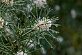 Hakea ducurrens physocarpa
