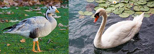 Hamsa, Goose or Swan
