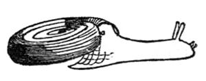 Helicodiscus parallelus.jpg