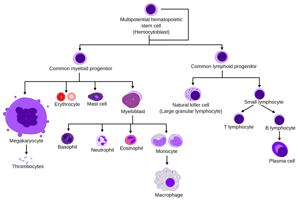 Hematopoiesis simple
