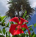 Hibiscus palm