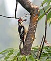 Himalayan Woodpecker (Male) I2 IMG 3947