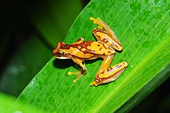 Hourglass treefrog or pantless treefrog (Dendropsophus ebraccatus) (9571324538)