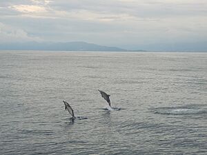 Hualien - panoramio (4)