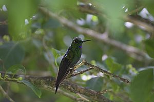 Hummingbird Biodiversity in the Costa Rican Cloud Forest