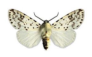 Hyphantria cunea male