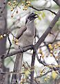 Indian Grey Hornbill I IMG 9017