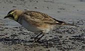 Julie Waters Horned Lark