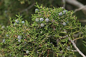 Juniperus californica 8114