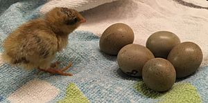King quail eggs and baby bird(10days)