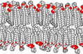 Representation of tall molecules lined up in two rows, one above the other. The top ends of the molecules in the upper row coloured red, as are the bottom ends of those in the bottom row