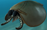 Liu et al. 2026 Figure 7 Artistic reconstruction of Sunella dimorphismus (cropped).png