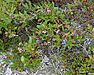 Lowbush Blueberry (Vaccinium angustifolium) - St. John's, Newfoundland 2019-08-22 (03)