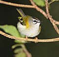 Mad-Firecrest1-B