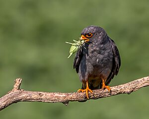 Male Red-footed Falcon and Lunch (19368098472)