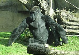Male silverback gorilla at the Santa Barbara Zoo