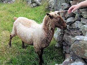 Manx Loaghtan Sheep, Cregneash, Isle Of Man.