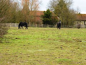 Marden Meadow 8