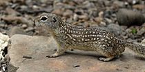 Mexican ground squirrel (Ictidomys mexicanus) Cameron Co. Texas (12 April 2016)