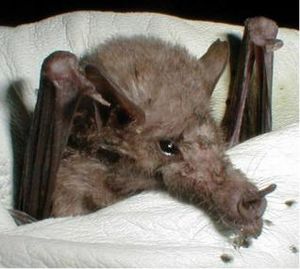 Mexican long-tongued bat.jpg