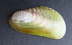 Musculista senhousia (Asian mussel)