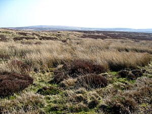 Mynydd Hiraethog. Denbigh Moors - geograph.org.uk - 379135