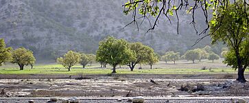 Oak Trees - Dasht-e-Barm Near Kazerun - panoramio