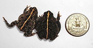 Oak toad, size comparison