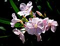 Oleander Nerium