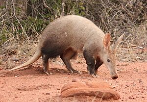 Orycteropus afer 175359469.jpg