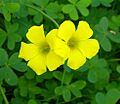 Oxalis-pes-caprae0016c