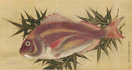Painting of a Red Sea Bream (Tai) by Ogawa Haritsu, 18th century