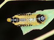 Paropsis atomaria larva2 Menamgle