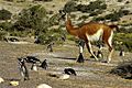 Penguins and Guanaco
