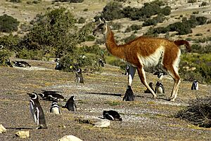 Penguins and Guanaco