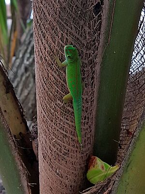 Phelsuma astriata Praslin Seychelles 01