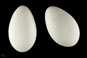 Phoenicopterus ruber MHNT.ZOO.2010.11.64.1