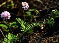 Pink Flowers Crown Vetch DSC 0076