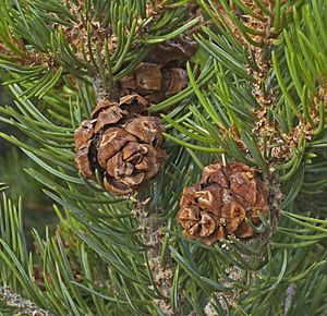 Pinus edulis Snowpeak