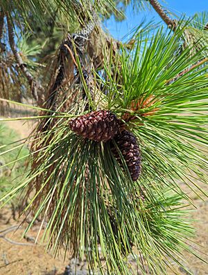 Pinus ponderosa subsp ponderosa, Cheney, Spokane, Washington 1